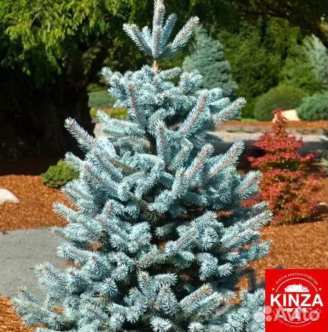 Ель голубая с гарантией