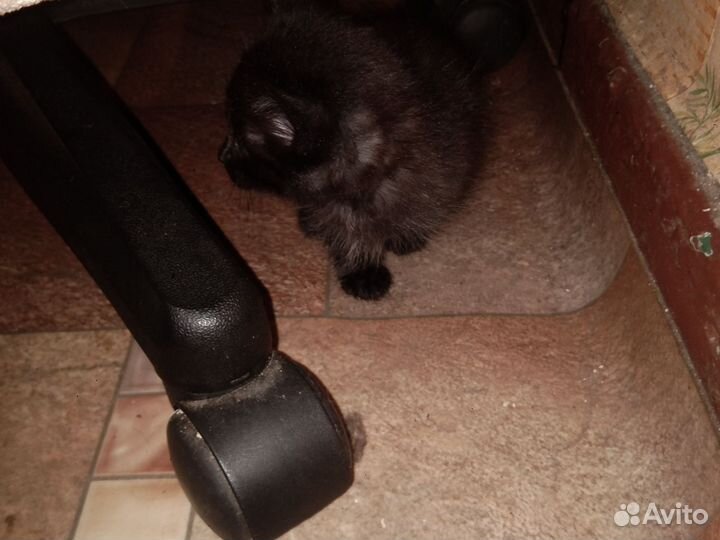 Кошка