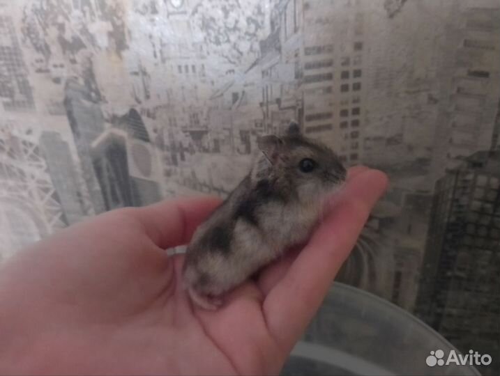 Джунгарский хомяк бесплатно