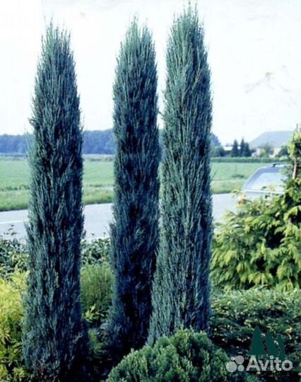 Можжевельник блю эрроу артикул y-0530