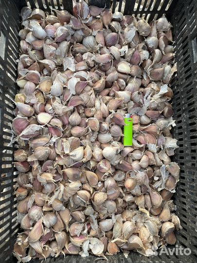 Семена озимого чеснока, лущеный зубок