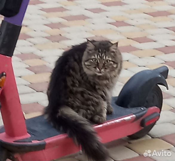 Кошка в дар