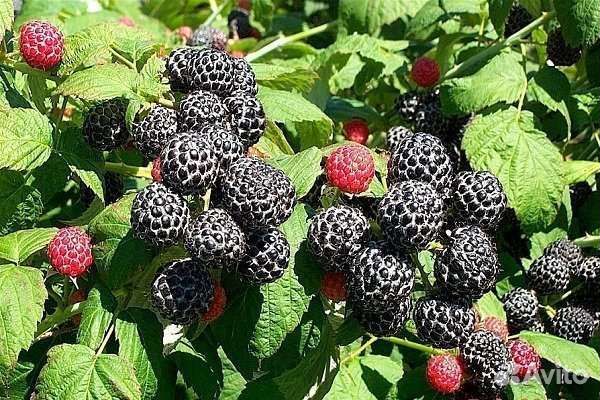 Саженцы черной малины