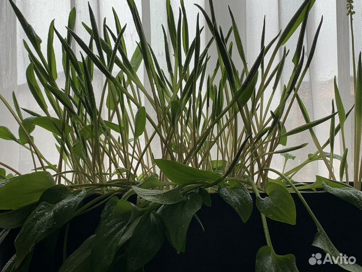 Дримиопсис