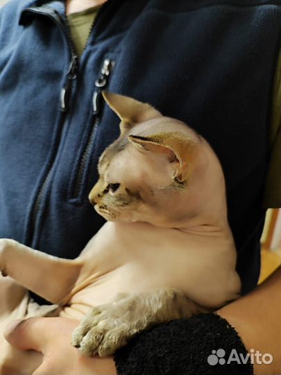 Канадский сфинкс