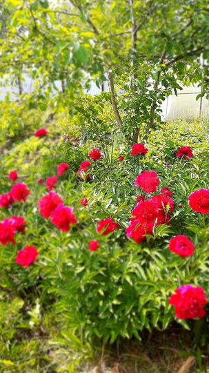 Участок 6 сот. (СНТ, ДНП)