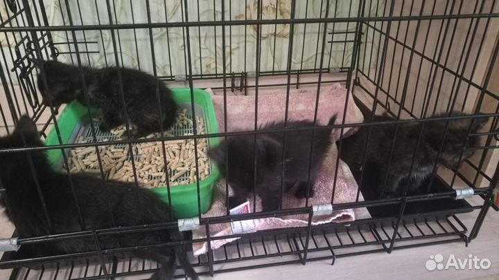 Выбросили на улицу