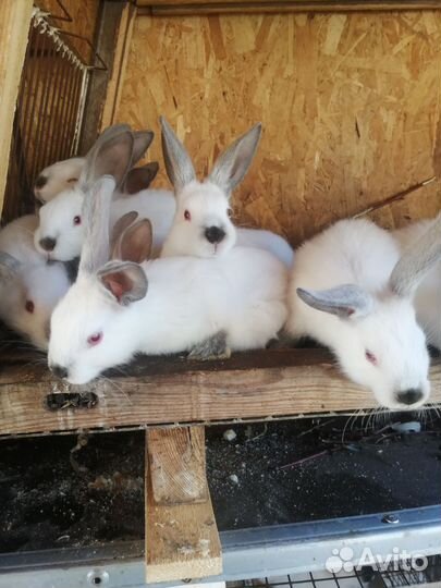 Кролики мясных пород