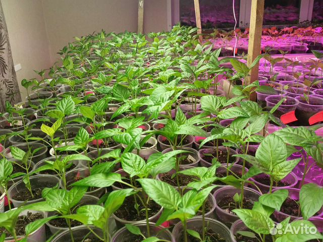 Рассада перца