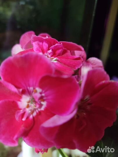 Пеларгония герань