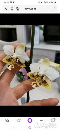 Орхидея