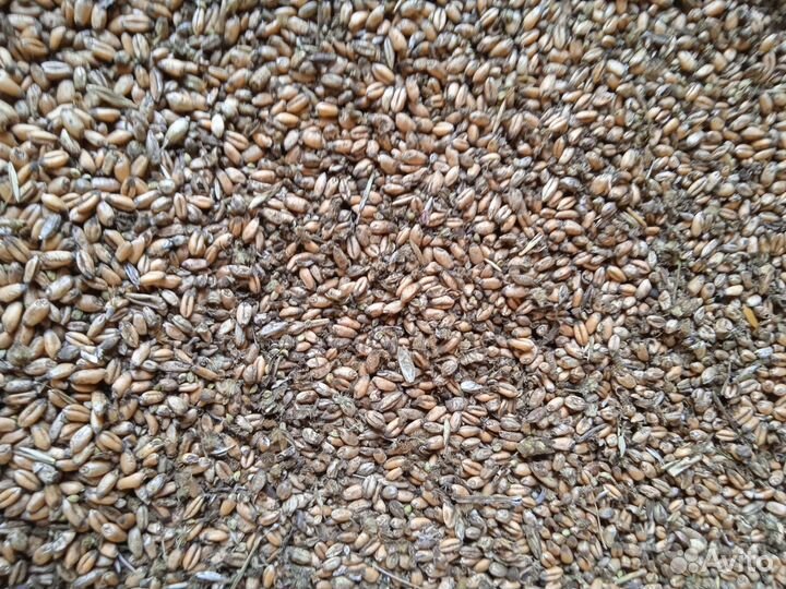 Зерно пшеница