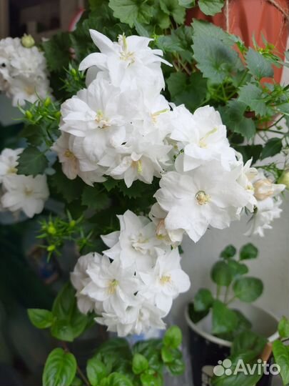 Кампанула махровая невеста