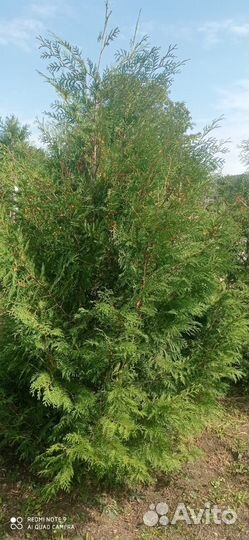 Туи брабант