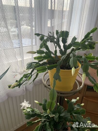 Декабристы