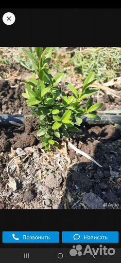 Самшит сеянцы