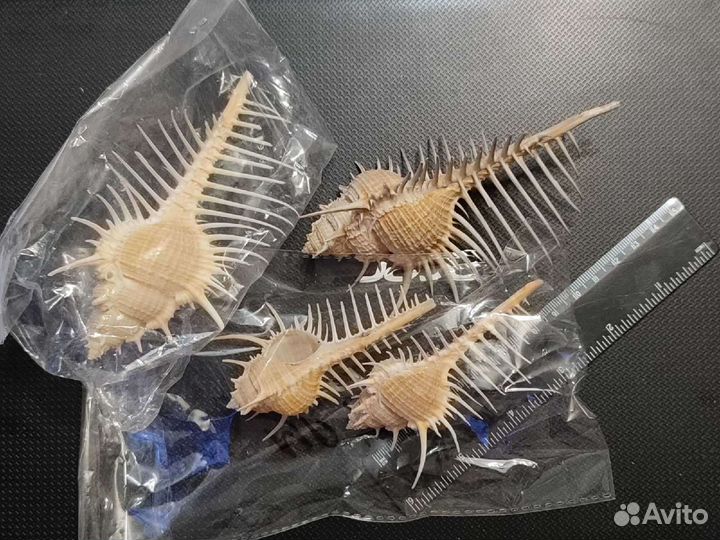 Ракушки Мурекс Пектен и Трапа