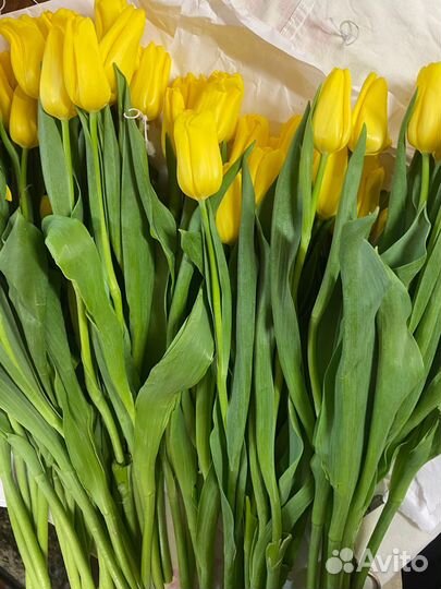Тюльпаны к 8 марта оптом от 750 шт