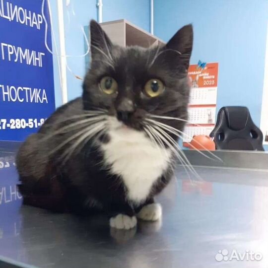 Кошечка в добрые руки
