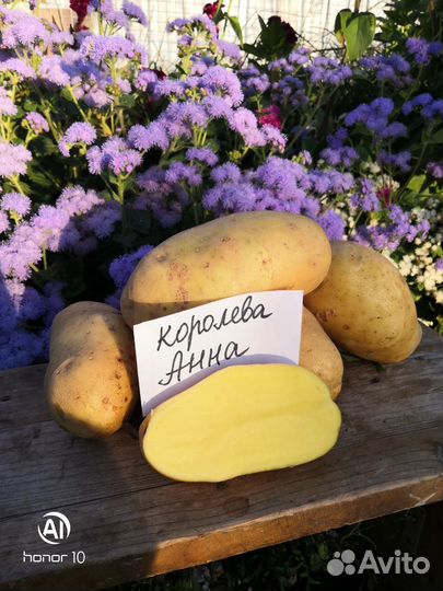 Семенной картофель