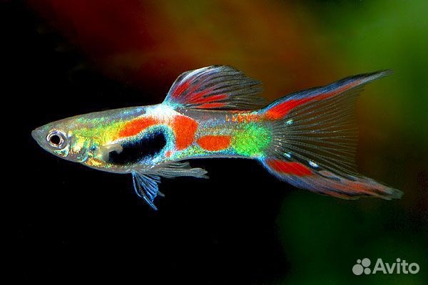 Сомы,гуппи энглера