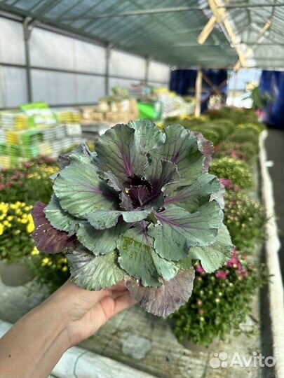 Декоративная капуста