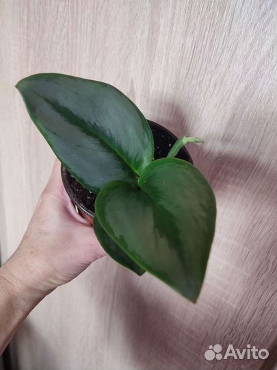 Сциндапсус мунлайт