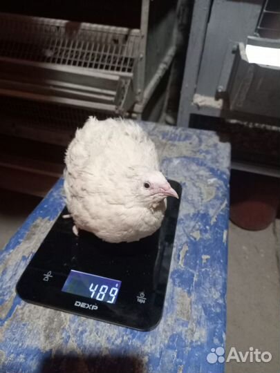 Яйцо перепелиное инкубационное