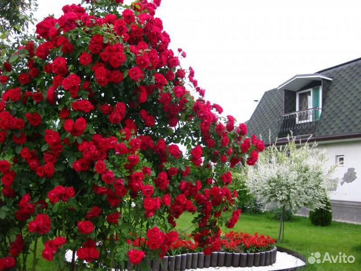 Роза симпатия плетистая