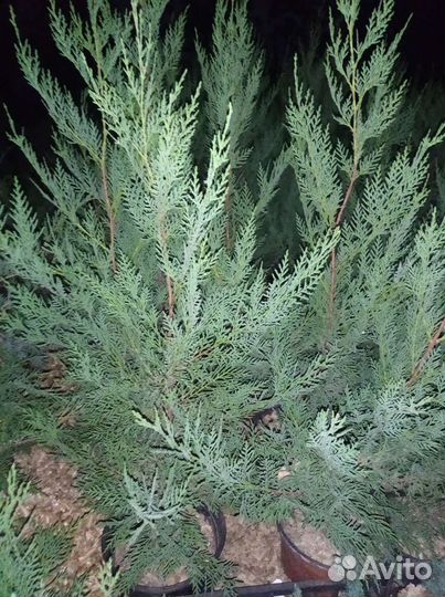 Купресоцепарис Лейланда Сupressocyparis leylandii