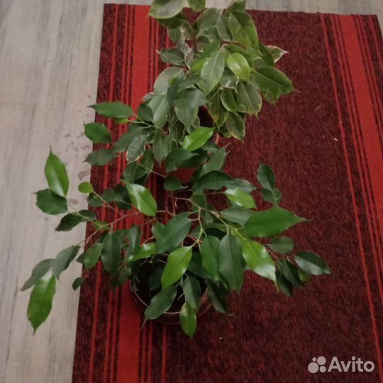 Фикус бенджамина большой