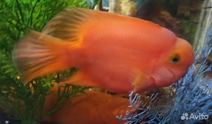 Астронотусы, Фронтозы, Хорны, Брилл.Цихл.,Ножи