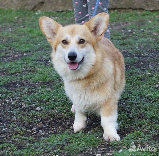 Вельш-корги пемброк