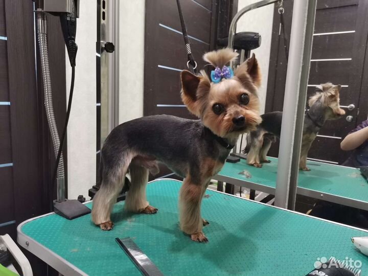 Профессиональная стрижка собак с любовью