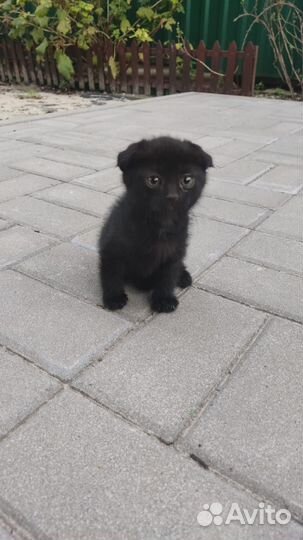 Вислоухие котята в добрые руки бесплатно
