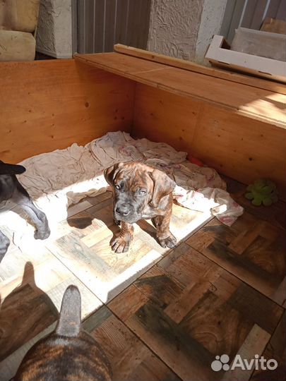 Щенки Кане-корсо