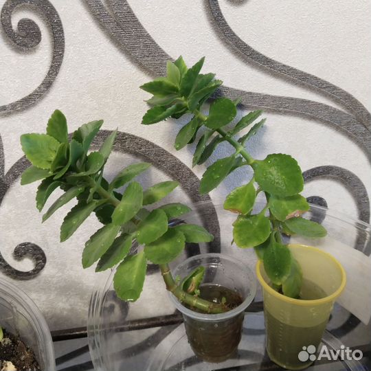 Каланхоэ цветущий красный