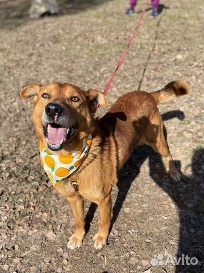 Умный и добрый пёс из приюта в дар