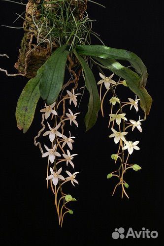 Орхидея Aerangis mystacidii