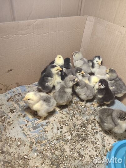 Цыплята кохилхин