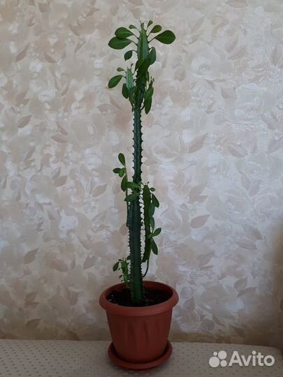 Комнатное растение молочай трехгранный