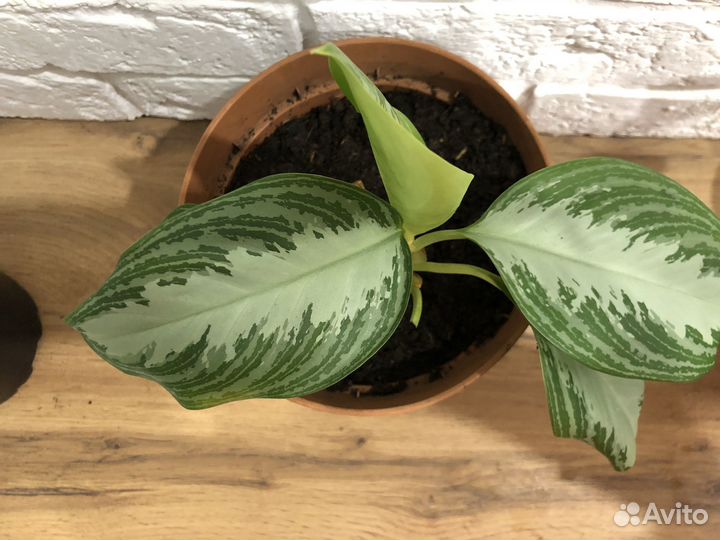 Аглаонема Silver Bay