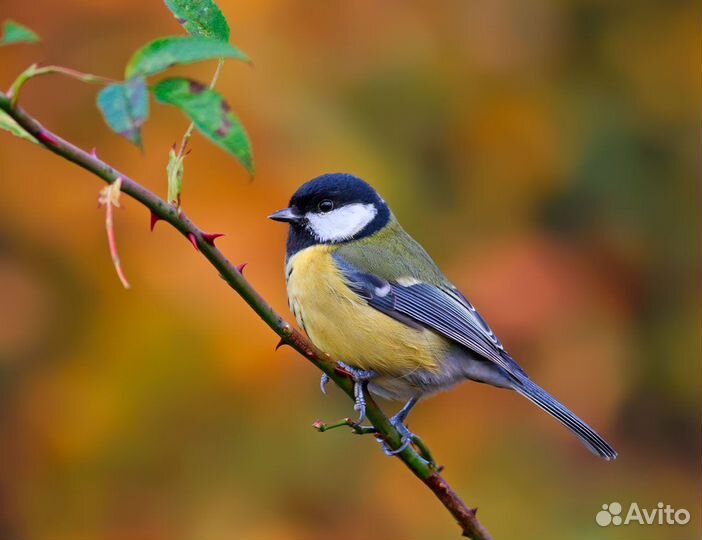 Лесные птицы для дома и для выпуска