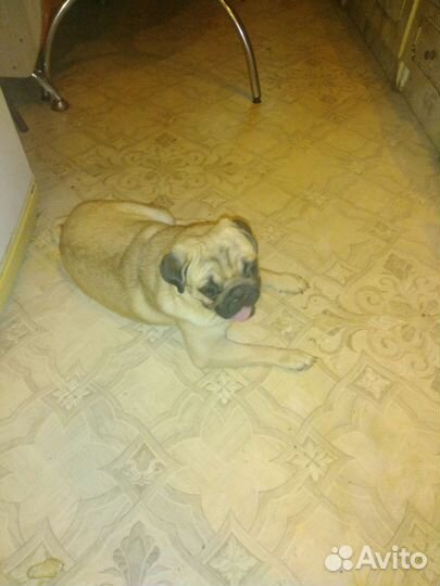 Щенки мопса