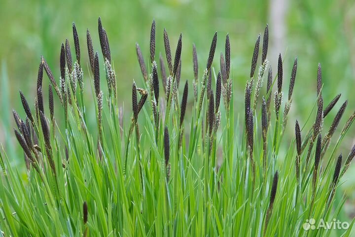 Мискантус,пенисетум,осока,райграс,импера