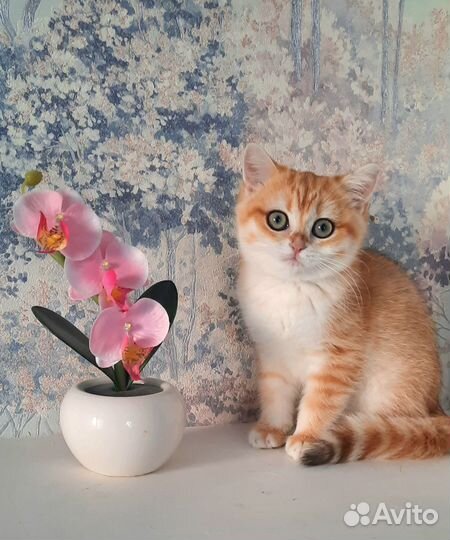 Британские котята