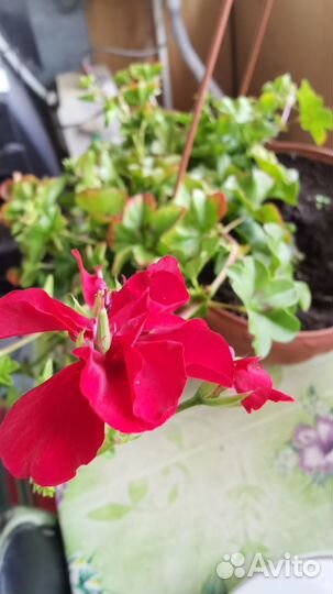 Плющелистная пеларгония Medio Karolina