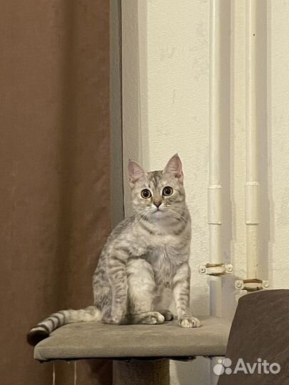 Кошка в добрые руки