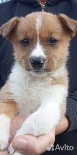 Отдам в добрые руки