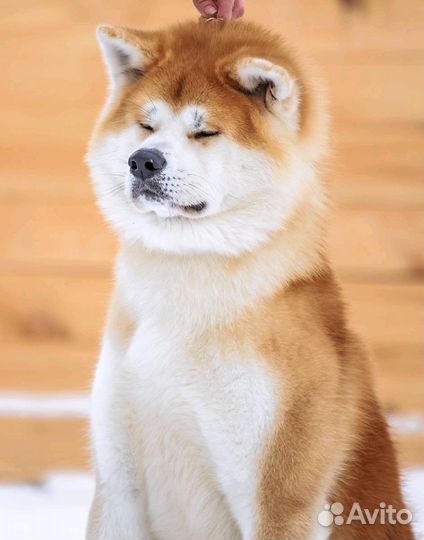 Жених для ваших девочек